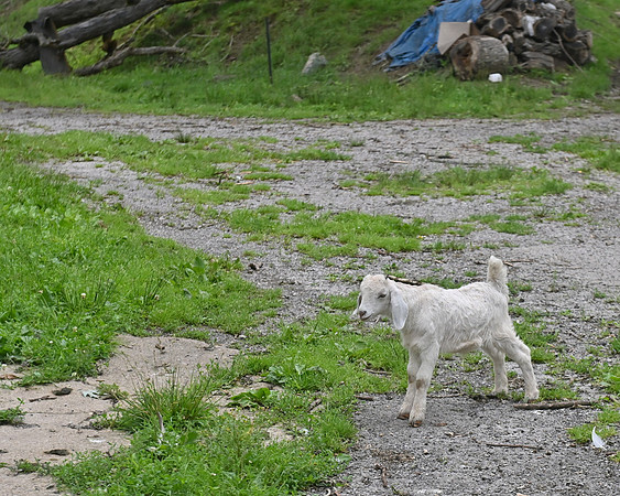 Z62_5517lamb